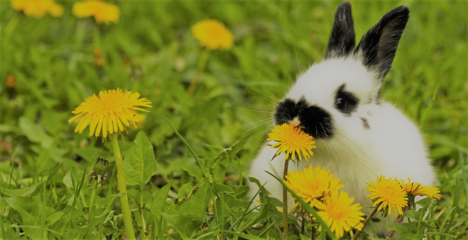 Можно кроликам давать одуванчики. Кролик в одуванчиках. Кролик ест одуванчик. Заяц с одуванчиком. Кролики любят одуванчики.